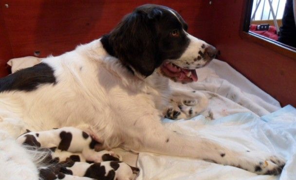 E-nest pups geboren