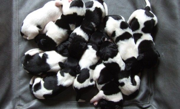 F-nest pups geboren 5 juni 2013