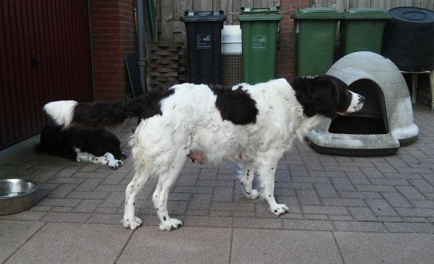 I-nest dekking en dracht