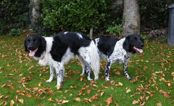 Friese stabij pups geboren – 7 december 2015