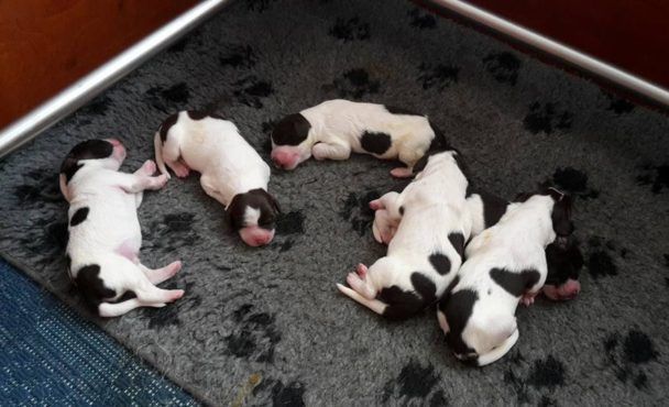 Drentsche patrijshonden pups uitgevlogen