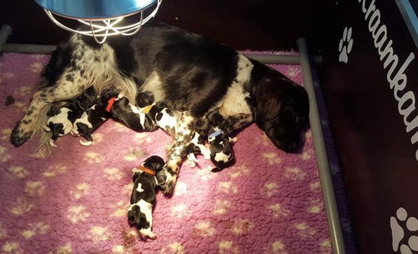 Friese stabij pups geboren bij Kennel Fan ’t Trijebergje